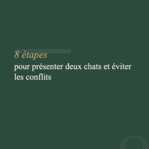 Guide Cohabitation — Faire vivre deux chats ensemble harmonieusement