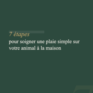 Guide Soins Plaie — Soigner une plaie superficielle chez son animal