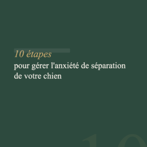 Guide Anxiété de Séparation — Aider son chien à rester seul sereinement