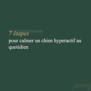 Guide Hyperactivité — Calmer un chien surexcité en 7 étapes